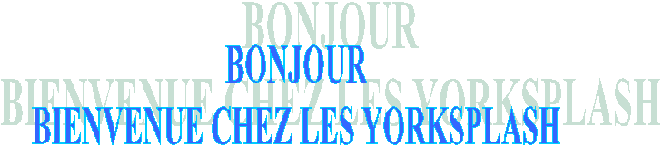 BONJOUR
BIENVENUE CHEZ LES YORKSPLASH