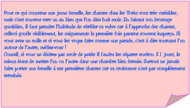 Carr&eacute; corn&eacute;: Pour ce qui concerne une jeune femelle, les chasses chez les Yorks sont tr&egrave;s variables, mais c�fest souvent vers un an bien que l�fon dise huit mois. En faisant son brossage quotidien, il faut prendre l�fhabitude de v&eacute;rifier sa vulve car &agrave; l�fapproche des chasses, celle-ci gonfle visiblement, les saignements la premi&egrave;re fois passent souvent inaper&ccedil;u. Si vous avez un m&acirc;le et si vous les voyez faire comme une parade, c�fest &agrave; dire tournant l�fun autour de l�fautre, m&eacute;fiez-vous ! 
Conseil, si vous ne d&eacute;sirez pas avoir de petits il faudra les s&eacute;parer environ 21 jours, le mieux &eacute;tant de mettre l�fun ou l�fautre dans une chambre bien ferm&eacute;e. Surtout ne jamais faire porter une femelle &agrave; ses premi&egrave;res chasses car sa croissance n�fest pas compl&egrave;tement termin&eacute;e.  
