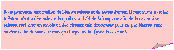 Carr&eacute; corn&eacute;: Pour permettre aux oreilles de bien se relever et de rester droites, il faut avant tout les toiletter, c�fest &agrave; dire enlever les poils sur 1/3 de la longueur afin de les aider &agrave; se relever, ceci avec un ravoir ou des ciseaux tr&egrave;s doucement pour ne pas blesser, sans oublier de lui donner du fromage chaque matin (pour le calcium). 



