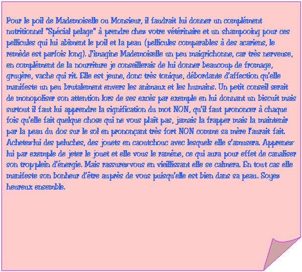 Carr&eacute; corn&eacute;: Pour le poil de Mademoiselle ou Monsieur, il faudrait lui donner un compl&eacute;ment nutritionnel "Sp&eacute;cial pelage" &agrave; prendre chez votre v&eacute;t&eacute;rinaire et un shampooing pour ces pellicules qui lui ab&icirc;ment le poil et la peau (pellicules comparables &agrave; des acariens, le rem&egrave;de est parfois long). J'imagine Mademoiselle un peu maigrichonne, car tr&egrave;s nerveuse, en compl&eacute;ment de la nourriture je conseillerais de lui donner beaucoup de fromage, gruy&egrave;re, vache qui rit. Elle est jeune, donc tr&egrave;s tonique, d&eacute;bordante d'affection qu'elle manifeste un peu brutalement envers les animaux et les humains. Un petit conseil serait de monopoliser son attention lors de ses exc&egrave;s par exemple en lui donnant un biscuit mais surtout il faut lui apprendre la signification du mot NON, qu'il faut prononcer &agrave; chaque fois qu'elle fait quelque chose qui ne vous pla&icirc;t pas, jamais la frapper mais la maintenir par la peau du dos sur le sol en pronon&ccedil;ant tr&egrave;s fort NON comme sa m&egrave;re l'aurait fait. Achetez-lui des peluches, des jouets en caoutchouc avec lesquels elle s'amusera. Apprenez-lui par exemple de jeter le jouet et elle vous le ram&egrave;ne, ce qui aura pour effet de canaliser son trop-plein d'&eacute;nergie. Mais rassurez-vous en vieillissant elle se calmera. En tout cas elle manifeste son bonheur d'&ecirc;tre aupr&egrave;s de vous puisqu'elle est bien dans sa peau. Soyez heureux ensemble.


