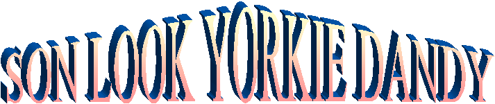 SON LOOK YORKIE DANDY