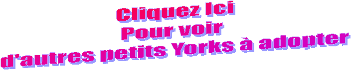 Cliquez Ici
Pour voir 
d'autres petits Yorks &agrave; adopter