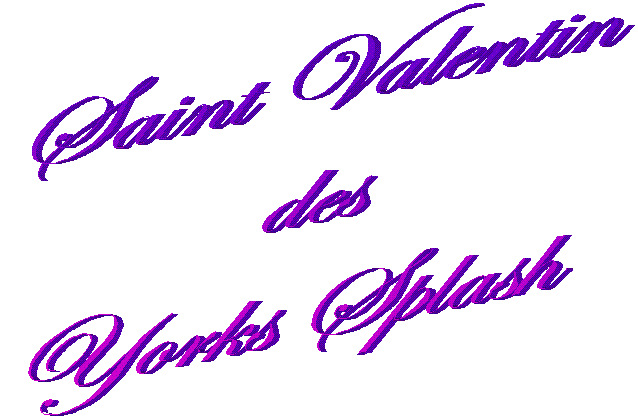 Saint Valentin 
des
Yorks Splash