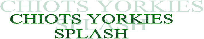 CHIOTS YORKIES
SPLASH