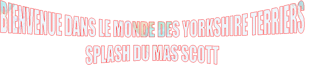 BIENVENUE DANS LE MONDE DES YORKSHIRE TERRIERS
SPLASH DU MAS'SCOTT